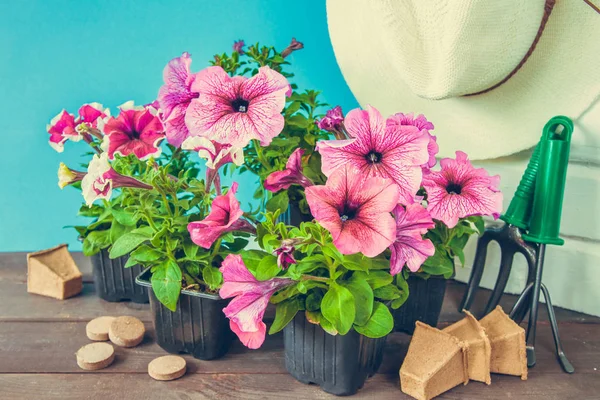 Fleurs Pétunia Dans Panier Chapeau Paille Outils Jardin Sur Fond — Photo