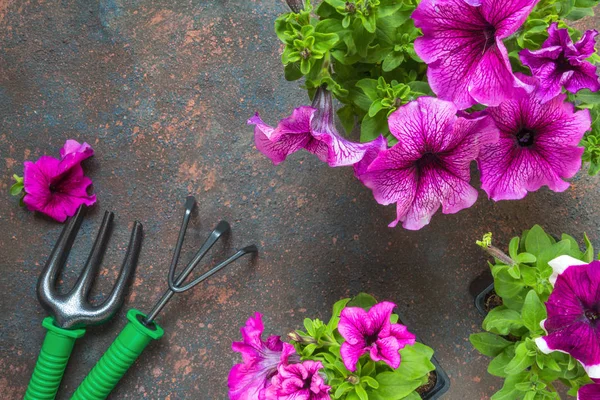 Petunienblüten Korb Strohhut Und Gartengeräte Auf Einem Hölzernen Hintergrund Horizontales — Stockfoto
