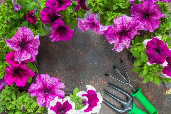 Fleurs Pétunias Outils Jardin Cadre Sur Fond Sombre Avec Espace — Photo