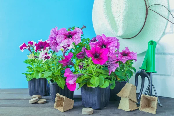 Petunienblüten Gartengeräte Und Ein Strohhut Auf Dem Rasen Garten Vor — Stockfoto