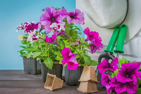 Petunienblüten Gartengeräte Und Ein Strohhut Auf Dem Rasen Garten Vor — Stockfoto