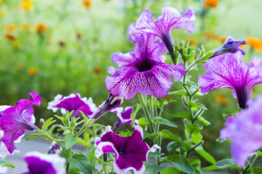 Çiçek yeşil çim yakın kopya alanı ile bir arka plan üzerinde bir flowerbed Petunya