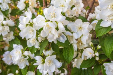 Dekoratif bush Yasemin çiçek mavi gökyüzü yakın çekim çiçek şenlikli arka plan için bir çiçekçi ile kopya alanı metin için bir arka plan üzerinde