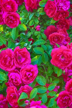 Gül yakın çekim çiçek şenlikli arka plan çiçekçi için boşluk için metin ile tırmanma dekoratif gül bush