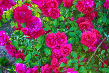 Gül yakın çekim çiçek şenlikli arka plan çiçekçi için boşluk için metin ile tırmanma dekoratif gül bush