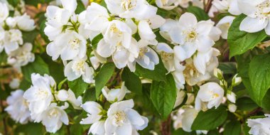 Dekoratif bush Yasemin çiçek mavi gökyüzü yakın çekim çiçek şenlikli arka plan için bir çiçekçi ile kopya alanı metin için bir arka plan üzerinde