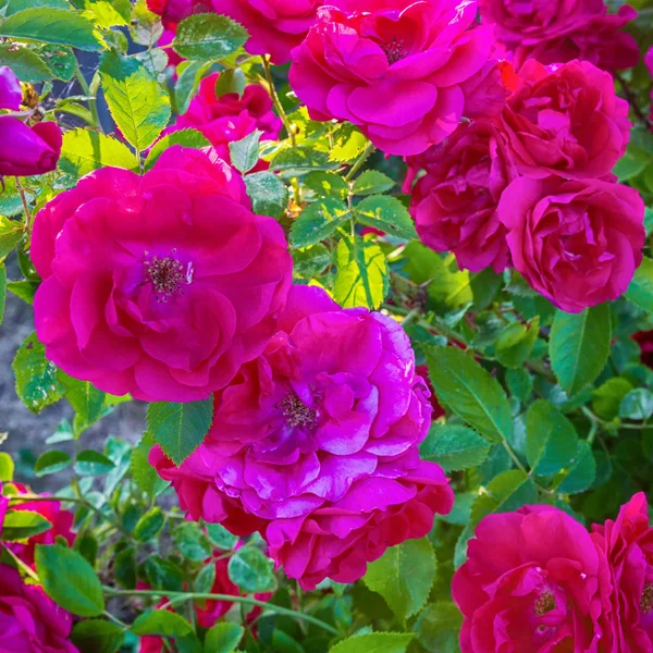 Gül yakın çekim çiçek şenlikli arka plan çiçekçi için boşluk için metin ile tırmanma dekoratif gül bush