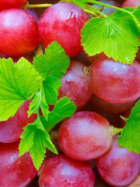 taze Olgun üzüm ve yeşil yaprakları 