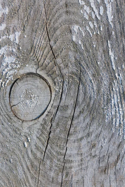 Geprägte Textur Der Rinde Der Eiche — Stockfoto