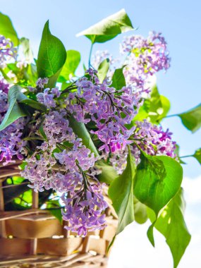 Leylak çiçekleri desen arka plan, yakın