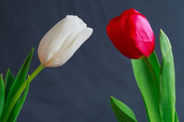  lale turkuaz gri arka plan üzerinde. Bahar çiçekleri. Sevgililer günü, kadının gün ve anneler günü.