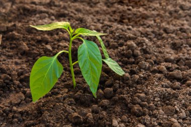 Akıllı ile ekolojik yetiştirilmesi çok, fütüristik tarım kavramı, tarım tarım yenilikçi teknolojileri kullanarak 