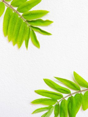 Yeşil yapraklı çiçek arkaplanı 