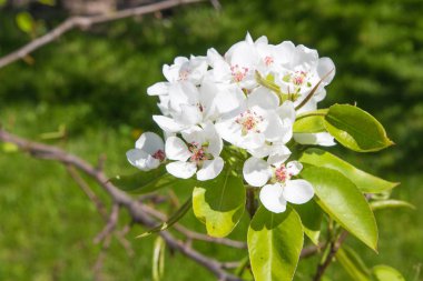 blooming tree flowers on a background of blue sky close-up floral festive background 
