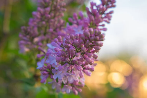 Bloeiende Lente Lila Bloem Bos Blauwe Hemel Lente Achtergrond — Stockfoto