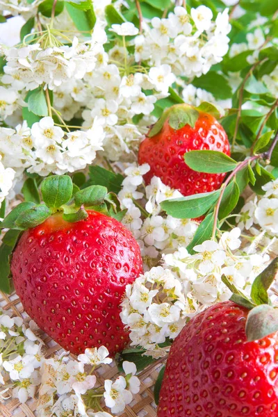 Fresas Frescas Jugosas Sobre Fondo Flores Blancas — Foto de Stock