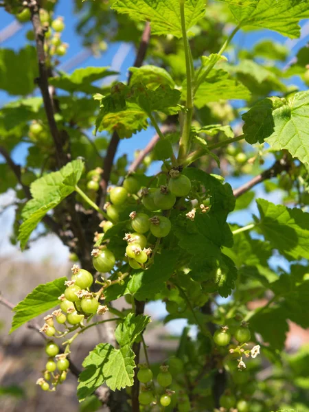 Juicy Ripe Currant Berries Bush Branches Green Leaves — Stock Photo, Image