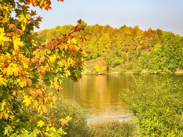 Jezioro Drzewa Jesiennym Parku Świeżym Powietrzu Odbiciem Liści Wodzie — Zdjęcie stockowe