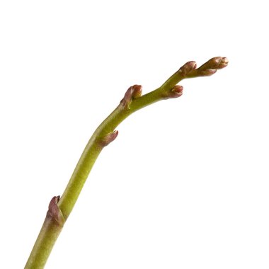 beyaz arkaplanda yalıtılmış yay dalı