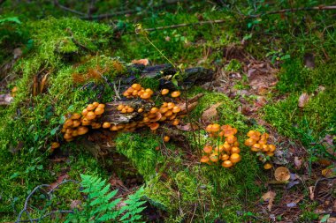 yeşil yosun mantar, yakın