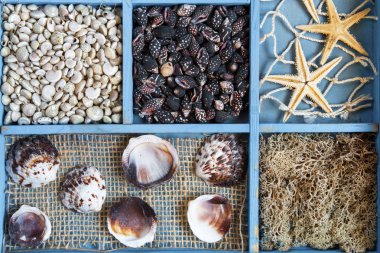 Mavi bir yakın plan üzerinde deniz kabukları koleksiyonu seti