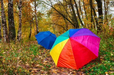 Kopya alanı ile sarı yaprakları ile bir parkta yağmur sonbahar günü sırasında çok renkli şemsiye yakın çekim, hava konsepti
