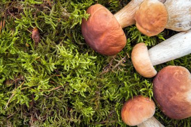 yeşil yosun mantar, yakın