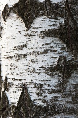 Huş ağacı arka plan ağaç kabuğu