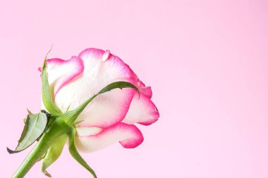 pembe arka plan üzerinde güzel pembe gül