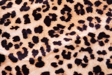 Leopar kürkünün koyu benekli dokusu 