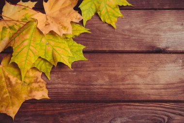 Sonbahar akçaağaç yaprakları desen. Arka plan 