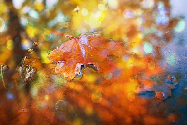 Temporada Outono Natureza Folha Outono Caída — Fotografia de Stock