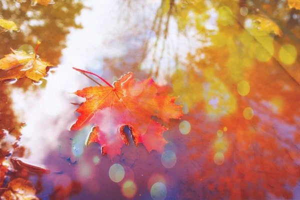 Φθινοπωρινή Σεζόν Φύση Πεσμένα Φύλλα Φθινοπώρου — Φωτογραφία Αρχείου