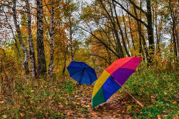 Multi-colored umbrellas in the park  on a background of autumn leaves in the rain, the concept of rainy autumn weather and hydrometeor and meteorology
