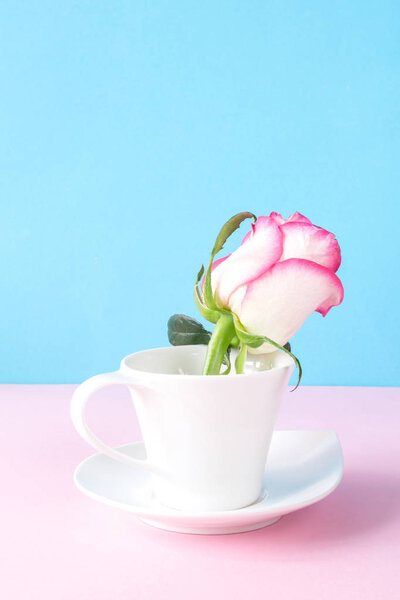 красивая розовая роза в белой чашке
