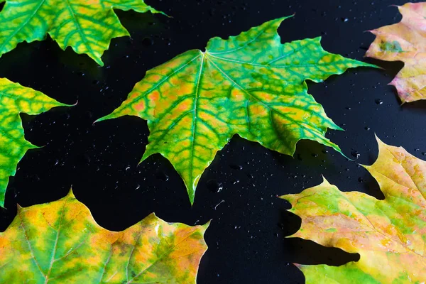 Образец Осенних Листьев Клена Фон — стоковое фото