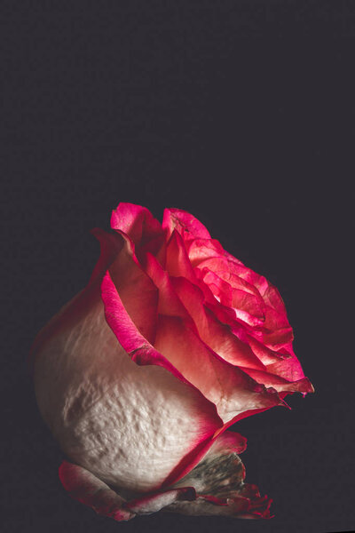 Flower bud of a rose on a black background close-up, decor of a mock for a holiday, a flat lay view from above