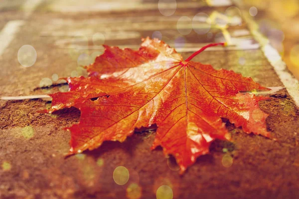 Осенний Сезон Природа Падший Осенний Лист — стоковое фото