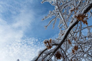 kar ile kaplı dalları, yakın