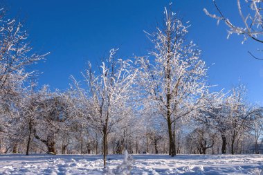 kar ile kaplı dalları, yakın