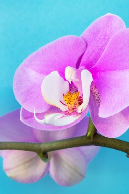 Mavi arka plan üzerinde güzel pembe orkide çiçekleri