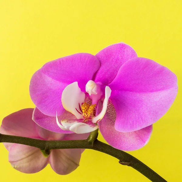 Bellissimi Fiori Orchidea Rosa Giallo — Foto Stock
