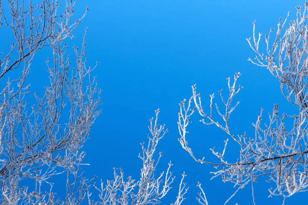 Ramas Cubiertas Nieve Cerca — Foto de Stock