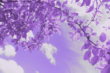 Mor çiçekler mavi gökyüzüne karşı, bahar arkaplanı