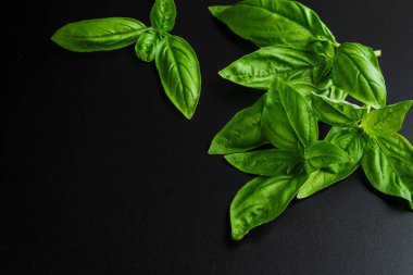 Beyaz arka planda izole edilmiş taze yeşil fesleğen yapraklarından yakın çekim. Tatlı Genovese fesleğeni