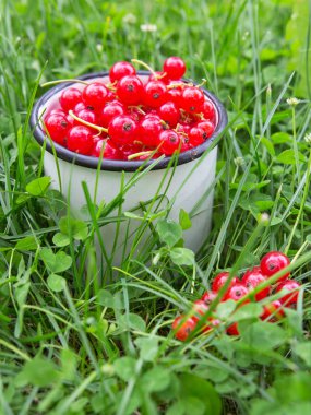 Taze sulu berry kırmızı frenk üzümü çim bir fincan. Bahçe cilik ve hasat kavramı