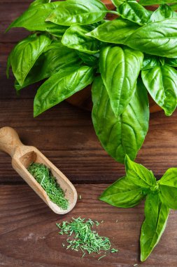 Beyaz arka planda izole edilmiş taze yeşil fesleğen yapraklarından yakın çekim. Tatlı Genovese fesleğeni