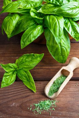 Beyaz arka planda izole edilmiş taze yeşil fesleğen yapraklarından yakın çekim. Tatlı Genovese fesleğeni