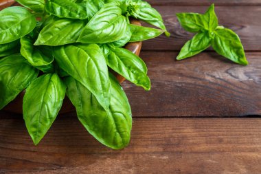 Beyaz arka planda izole edilmiş taze yeşil fesleğen yapraklarından yakın çekim. Tatlı Genovese fesleğeni