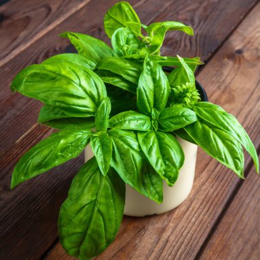 Beyaz arka planda izole edilmiş taze yeşil fesleğen yapraklarından yakın çekim. Tatlı Genovese fesleğeni